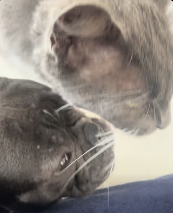 Frenchie finally got the cat on her side !